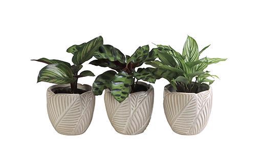 <h4>CALATHEA HYBRIDA p6 L 65954</h4>