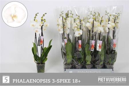 <h4>Phal Ov Wit 3 Tak</h4>