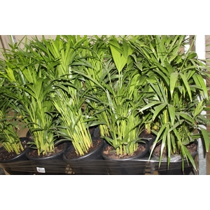 ARECA BAMBU P24