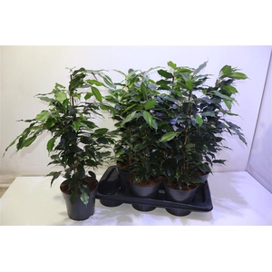 arr8 Fic Be Danielle