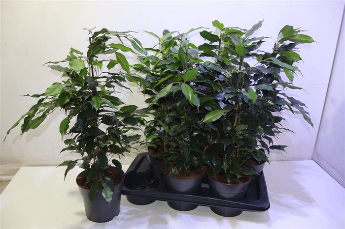 <h4>arr8 Fic Be Danielle</h4>