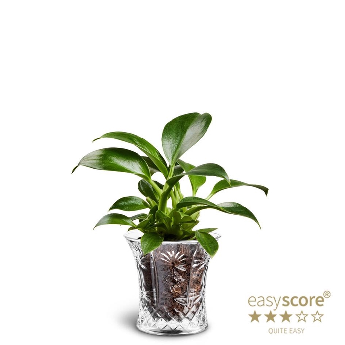 <h4>PHILODENDRON ERUB. P7 CRYSTAL</h4>