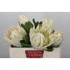 Protea Cyn. Ayoba Arctic Ice