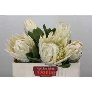 Protea Cyn. Ayoba Arctic Ice
