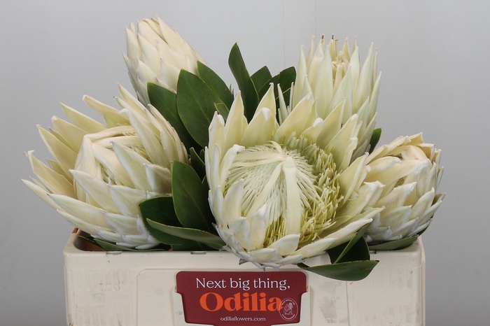 <h4>Protea Cyn. Ayoba Arctic Ice</h4>