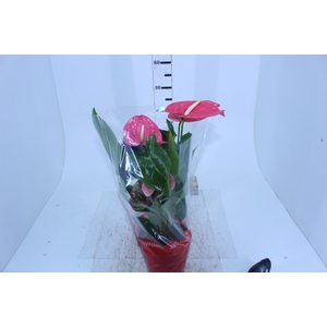 ANTHURIUM CALIFORNIA P17 ROSA