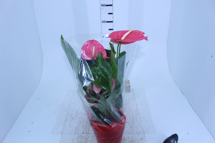 ANTHURIUM CALIFORNIA P17 ROSA