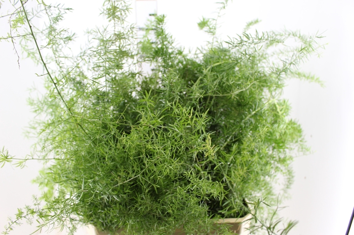 <h4>FOLHAGEM ASPARGO ALFINETE</h4>