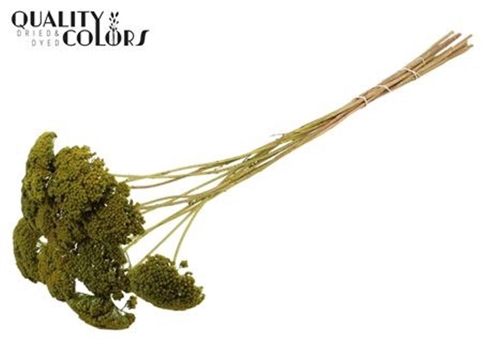 <h4>Achillea Per Stem Light Green</h4>