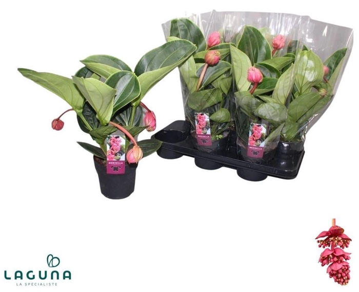 <h4>MEDIN MAG LAMBADA</h4>