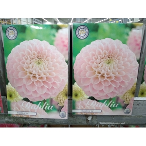 Dahlia   ...flowerbulbs