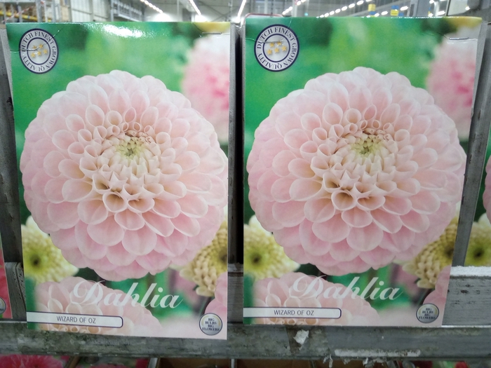 <h4>Dahlia   ...flowerbulbs</h4>