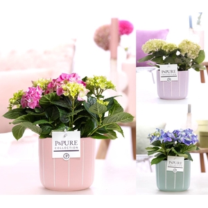 Hydrangea mix in P&PURE Fleur ceramics ass. 3