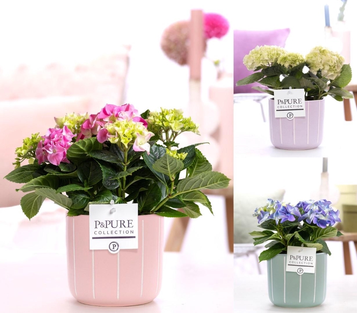 <h4>Hydrangea mix in P&PURE Fleur ceramics ass. 3</h4>