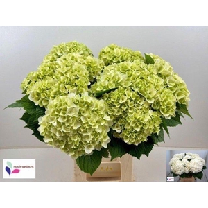 HYDR M MAG PEARL WIT