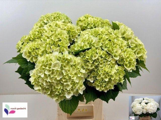 <h4>HYDR M MAG PEARL WIT</h4>