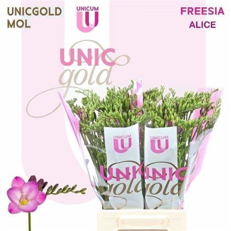 <h4>Fr En Ov ALICE, 18 GR,(NL),(10)</h4>