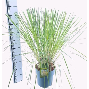 Cortaderia selloana 'Pumila'