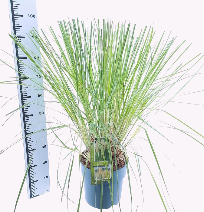<h4>Cortaderia selloana 'Pumila'</h4>
