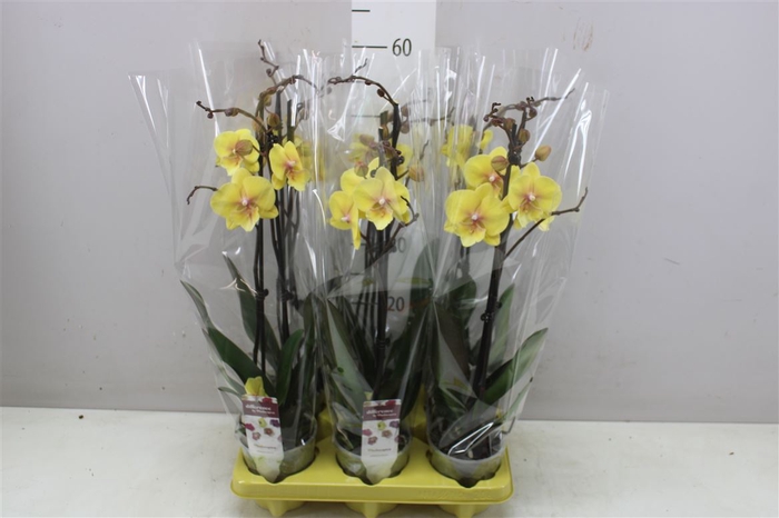 <h4>Phal Gloria 2 Tak</h4>