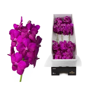 Vanda  'Tayanee Cerise'