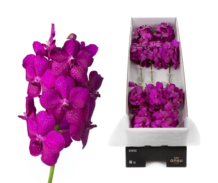 <h4>Vanda  'Tayanee Cerise'</h4>