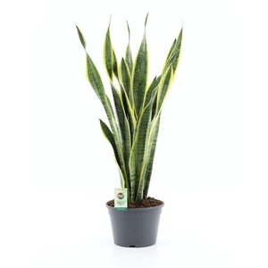 Sansevieria trifasciata Laurentii