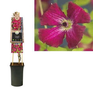 Clematis vit. 'Rubra' +3.0 label