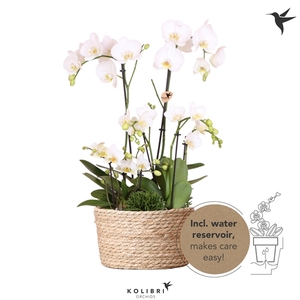 Kolibri Orchids Field white in Basket Reed with wateringsystem