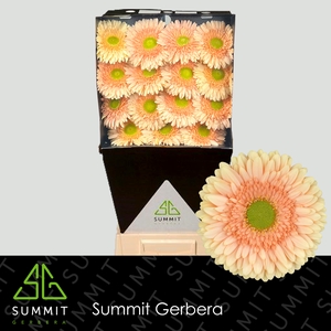 Gerbera Carlita Diamond