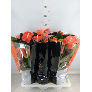 Anthurium andr. 'Madural Orange'