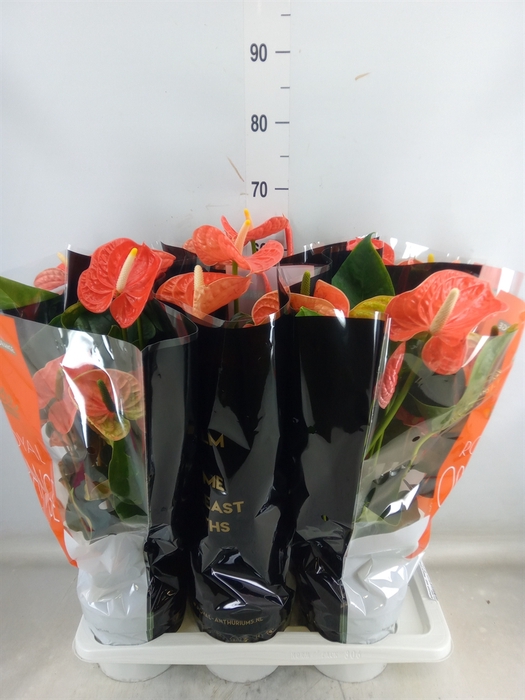 <h4>Anthurium andr. 'Madural Orange'</h4>