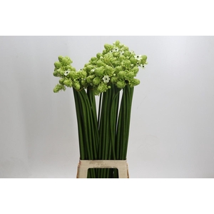 Ornithogalum Saundersiae