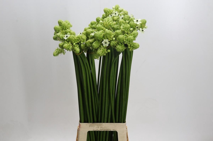 <h4>Ornithogalum Saundersiae</h4>