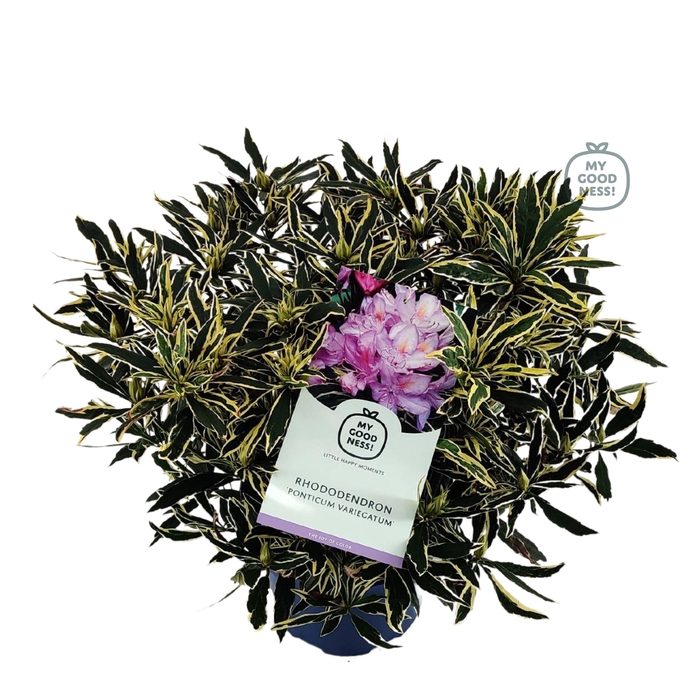 <h4>Rhododendron hybr. 'Ponticum Var.' C7.5 50-60</h4>
