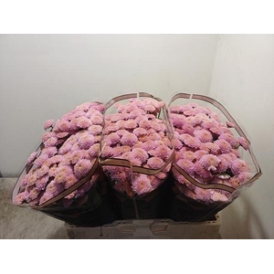 CHR SAN ELLIS SWEET