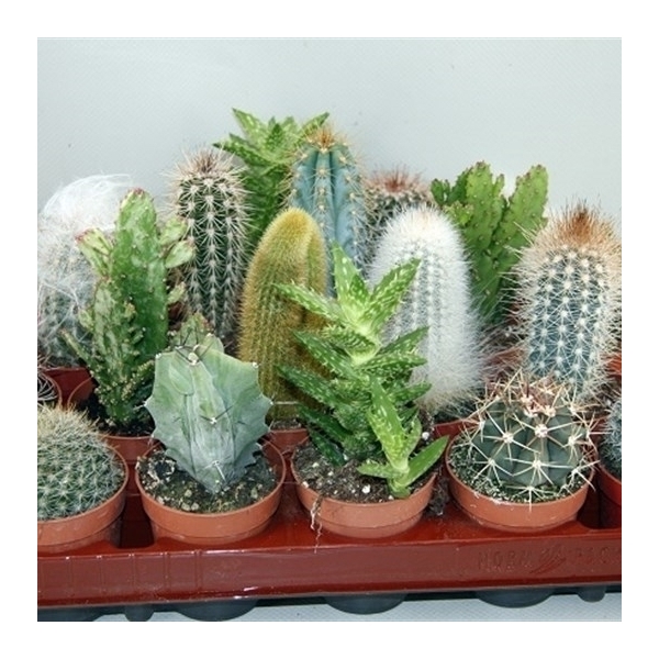 <h4>96 Cactus gemengd 6,5 cm</h4>