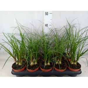 Beaucarnea recurvata