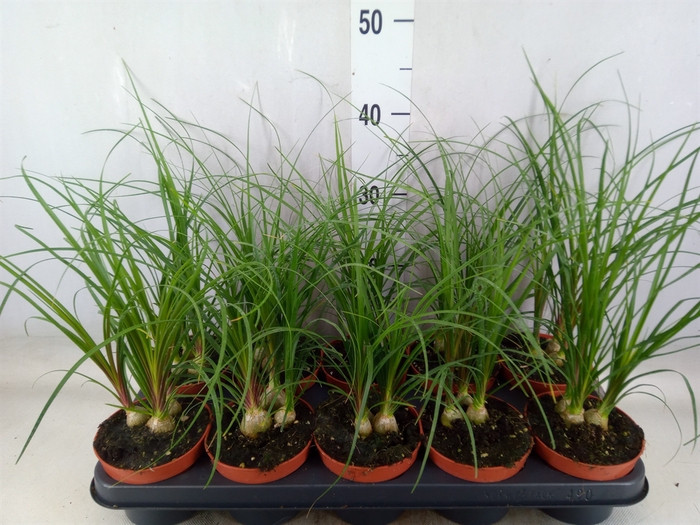 <h4>Beaucarnea recurvata</h4>