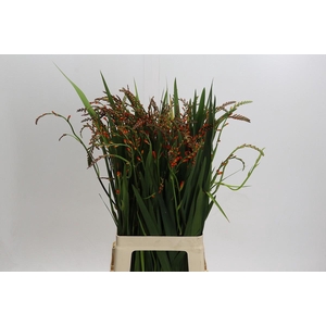 Crocosmia Red King