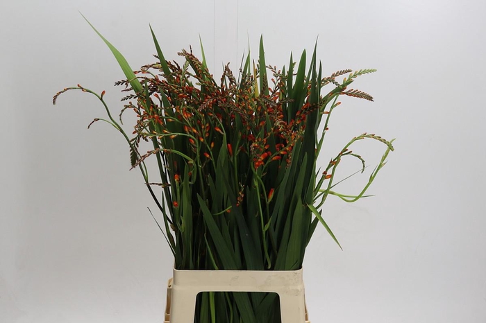 <h4>Crocosmia Red King</h4>