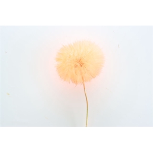 Pres Puste Flower Orange