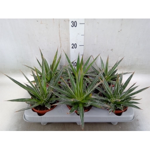 Agave filifera