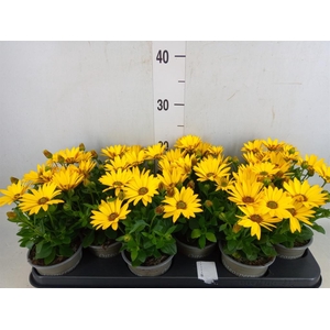 Osteospermum  'Senorita Solana'