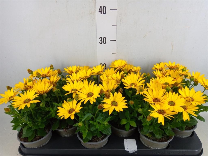 <h4>Osteospermum  'Senorita Solana'</h4>