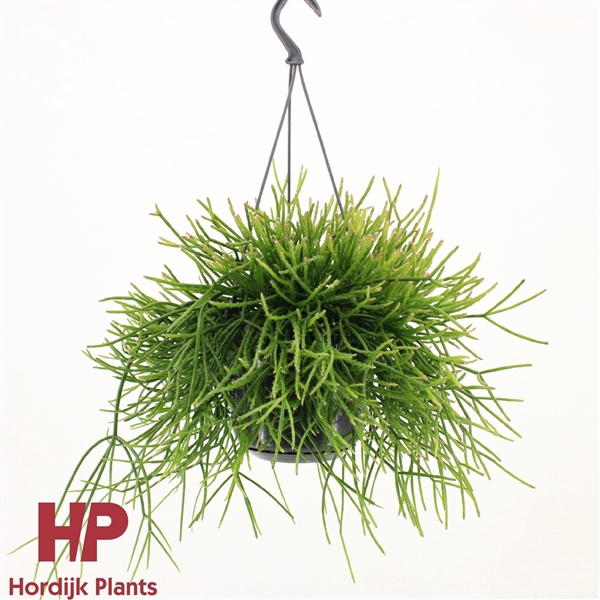 <h4>Rhipsalis pulchra</h4>