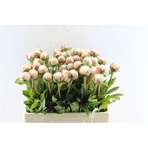 Paeonia L Odile
