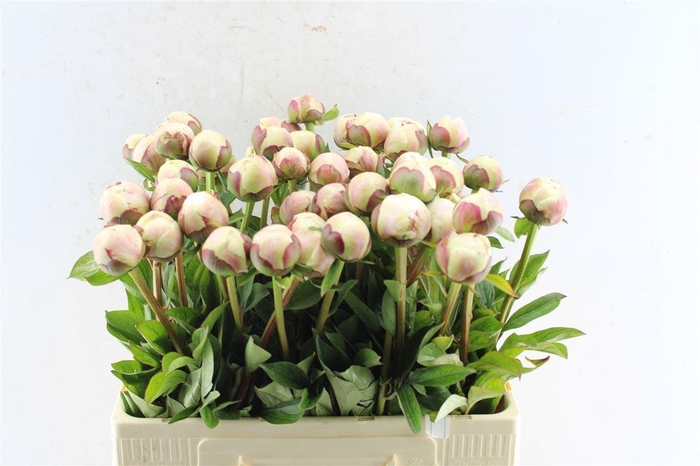 <h4>Paeonia L Odile</h4>