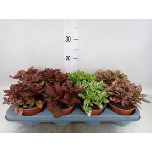 Hypoestes phyllo. 'Confetti C' .mix
