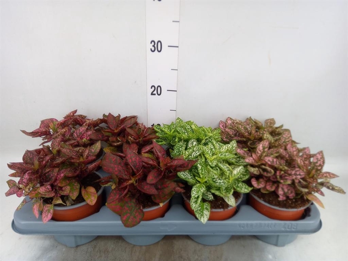 <h4>Hypoestes phyllo. 'Confetti C' .mix</h4>